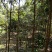 枇杷树苗枇杷树苗规格1---6公分