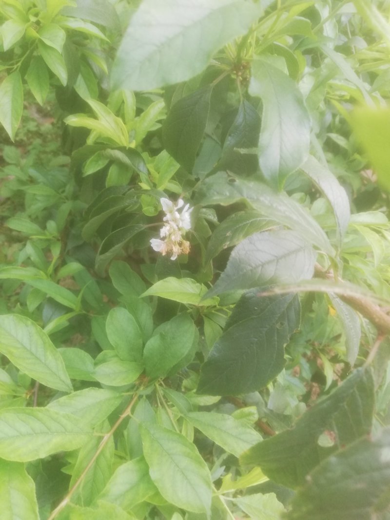 三华李，珠李，红心李嫁接裸根种苗