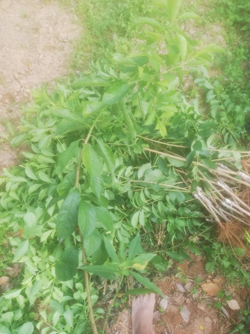 三华李，珠李，红心李嫁接裸根种苗