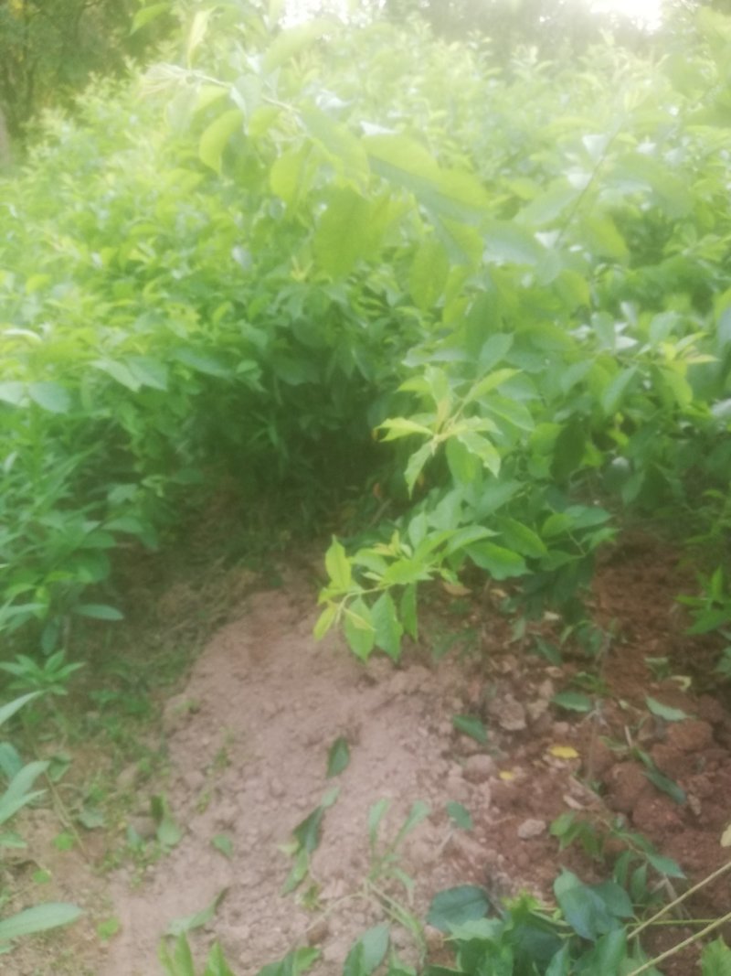 三华李，珠李，红心李嫁接裸根种苗