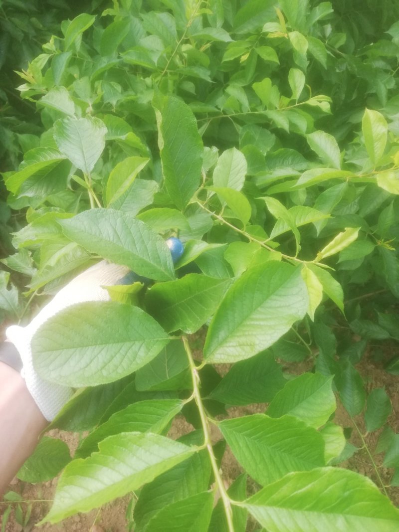 三华李，珠李，红心李嫁接裸根种苗
