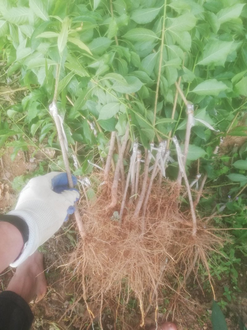 三华李，珠李，红心李嫁接裸根种苗