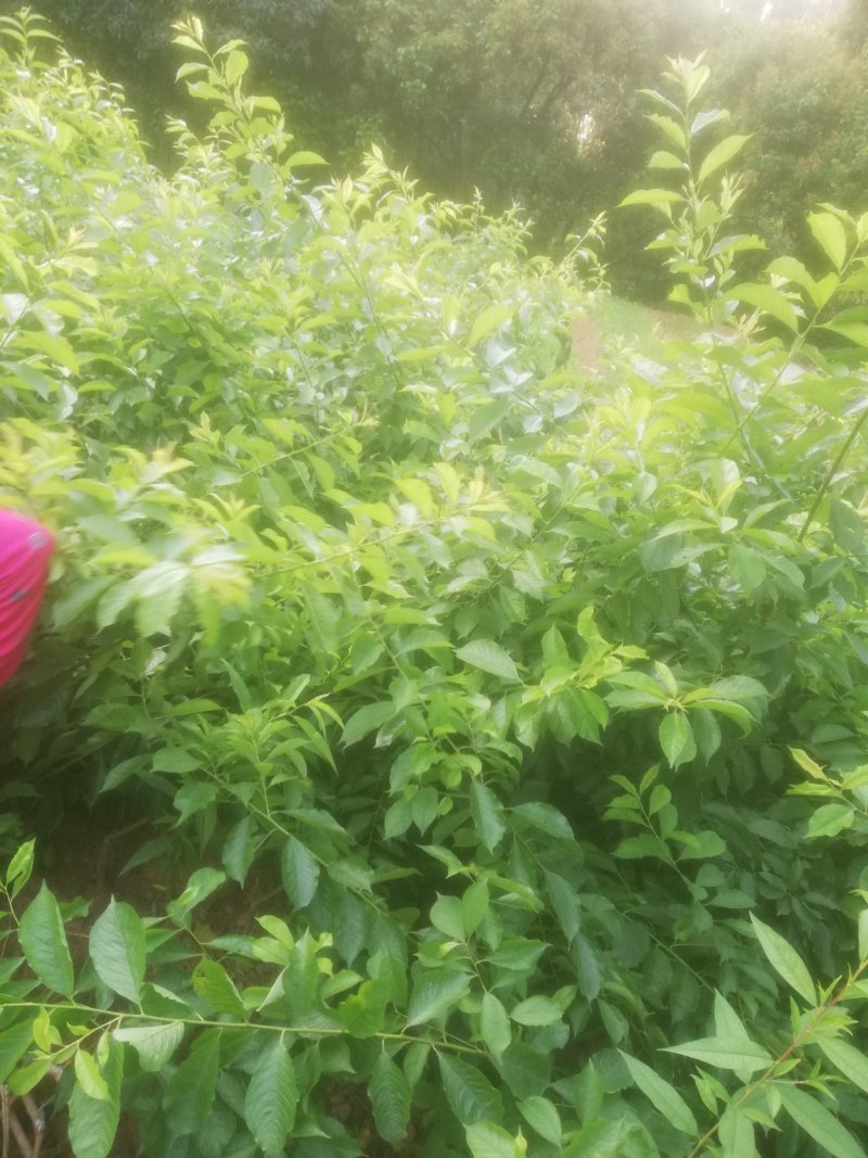 三华李，珠李，红心李嫁接裸根种苗