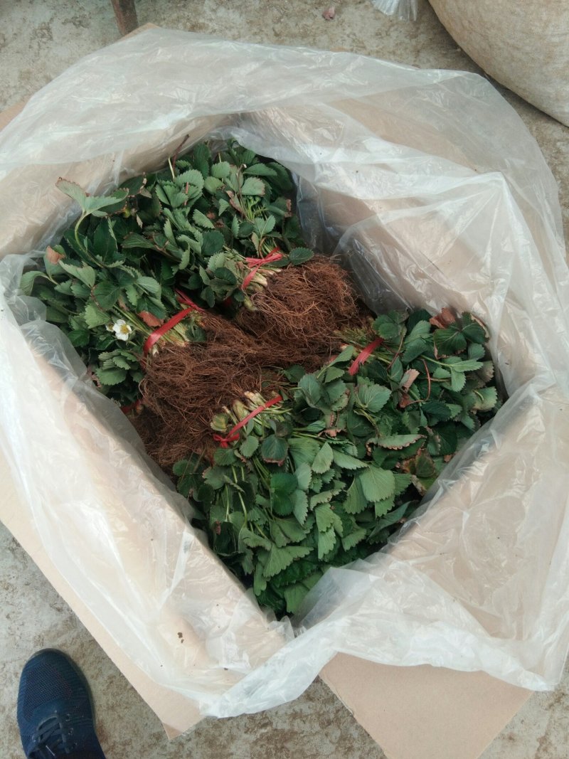【草莓苗】圣安德瑞斯四季草莓苗草莓苗新品种适合南北方栽植