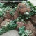 【草莓苗】圣安德瑞斯四季草莓苗草莓苗新品种适合南北方栽植