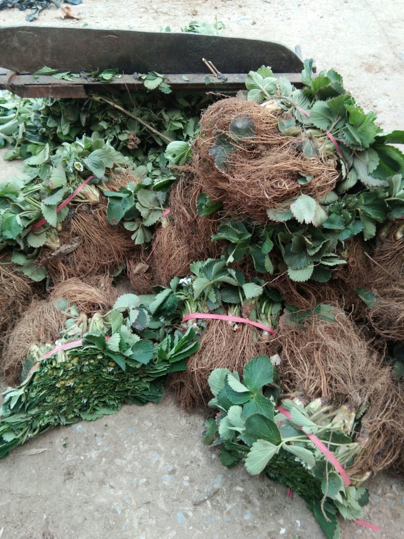 【草莓苗】圣安德瑞斯四季草莓苗草莓苗新品种适合南北方栽植
