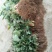 【草莓苗】圣安德瑞斯四季草莓苗草莓苗新品种适合南北方栽植