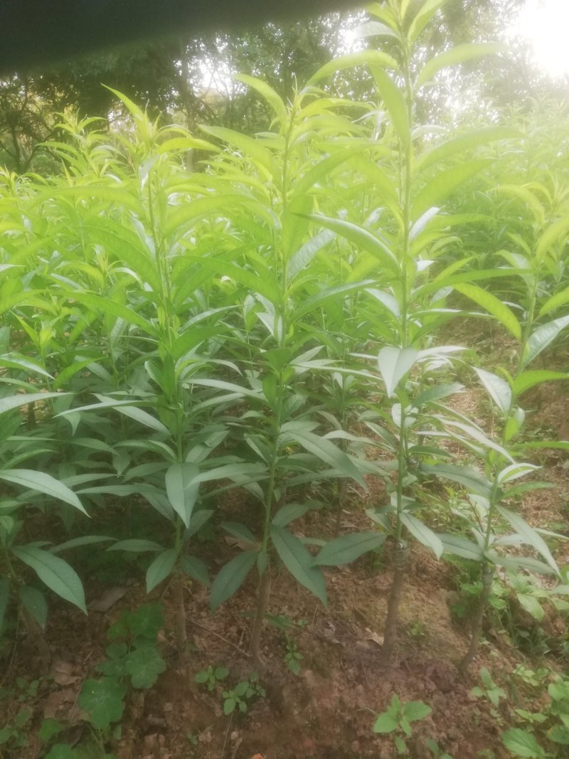 桃花苗，红桃花，粉红色，嫁接苗裸根，