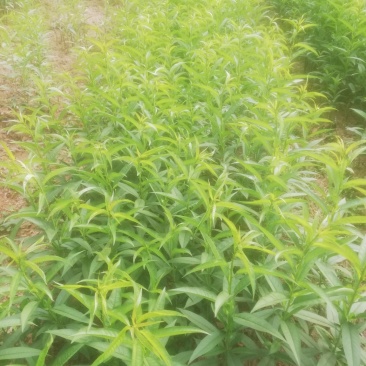 桃花苗，红桃花，粉红色，嫁接苗裸根，