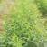 桃花苗，红桃花，粉红色，嫁接苗裸根，