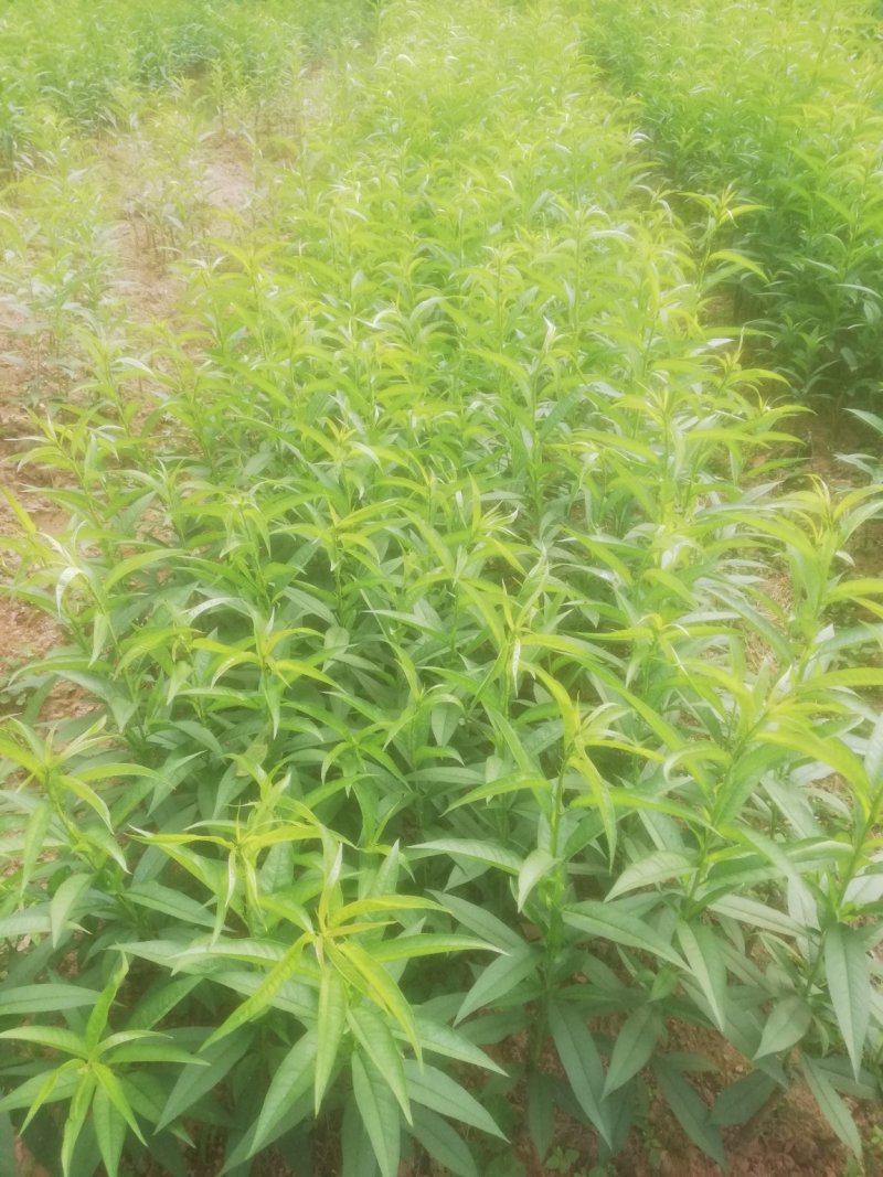 桃花苗，红桃花，粉红色，嫁接苗裸根，