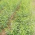 桃花苗，红桃花，粉红色，嫁接苗裸根，