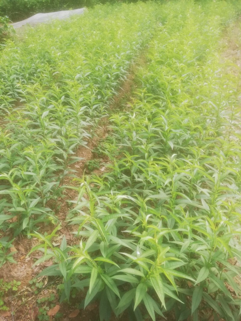 桃花苗，红桃花，粉红色，嫁接苗裸根，