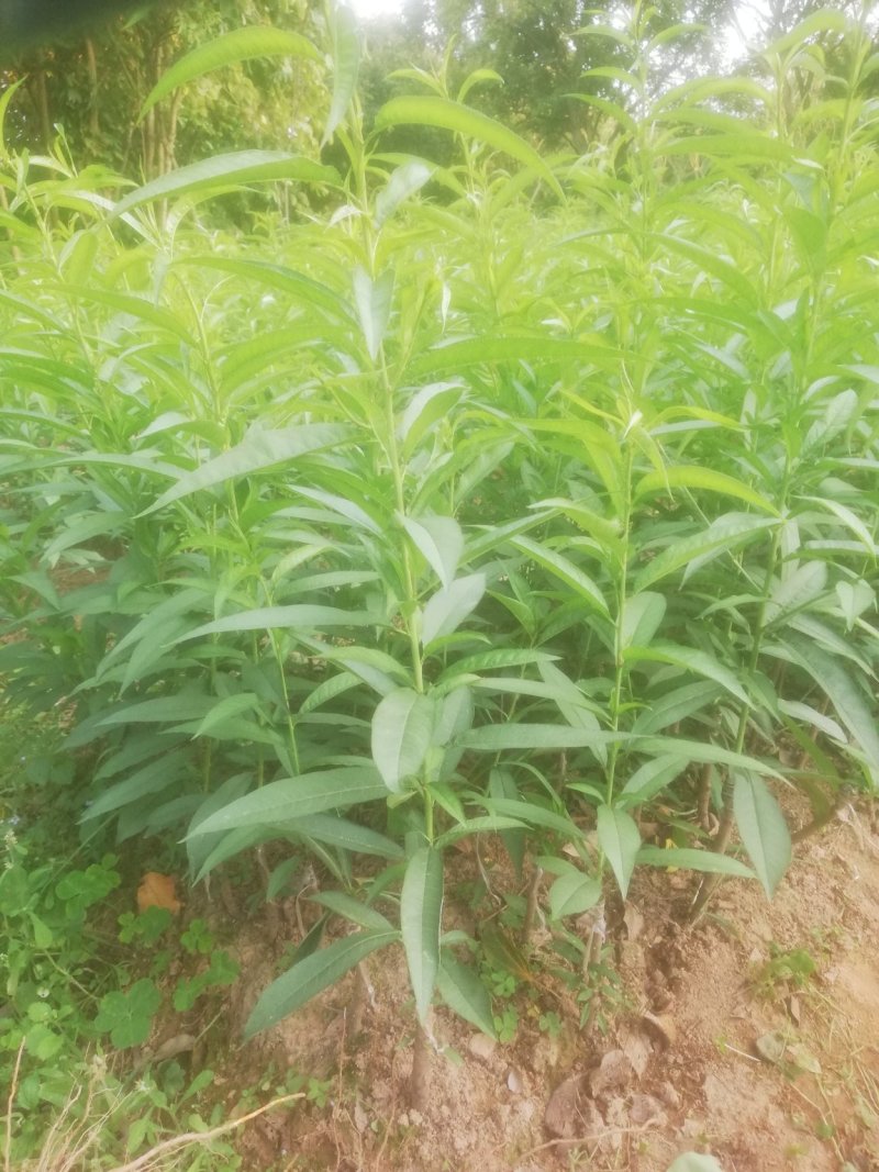 桃花苗，红桃花，粉红色，嫁接苗裸根，