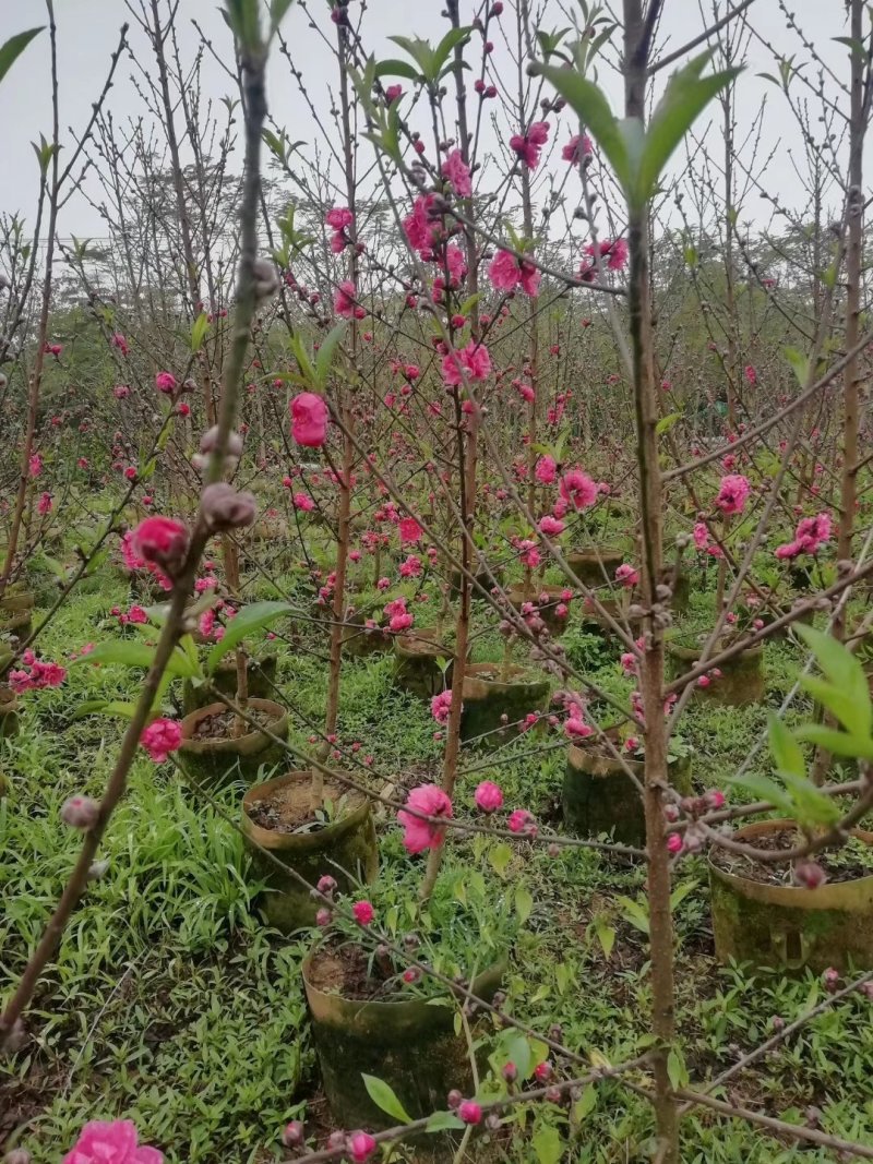 桃花苗，红桃花，粉红色，嫁接苗裸根，