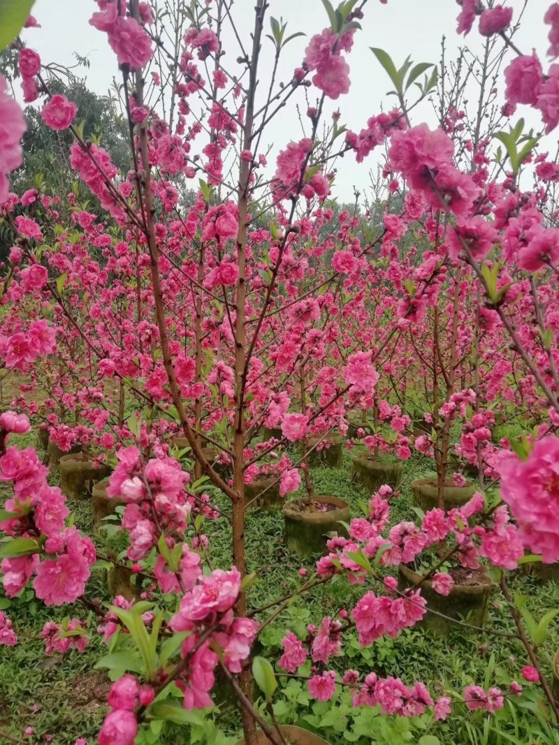桃花苗，红桃花，粉红色，嫁接苗裸根，