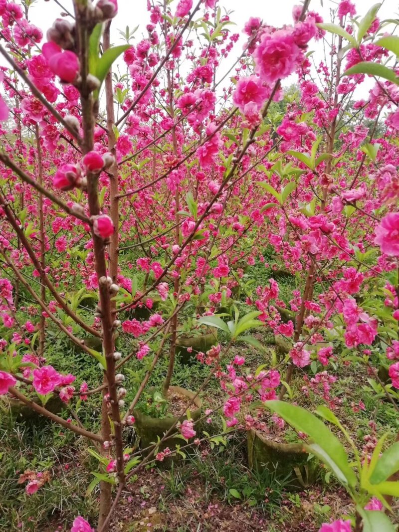 桃花苗，红桃花，粉红色，嫁接苗裸根，