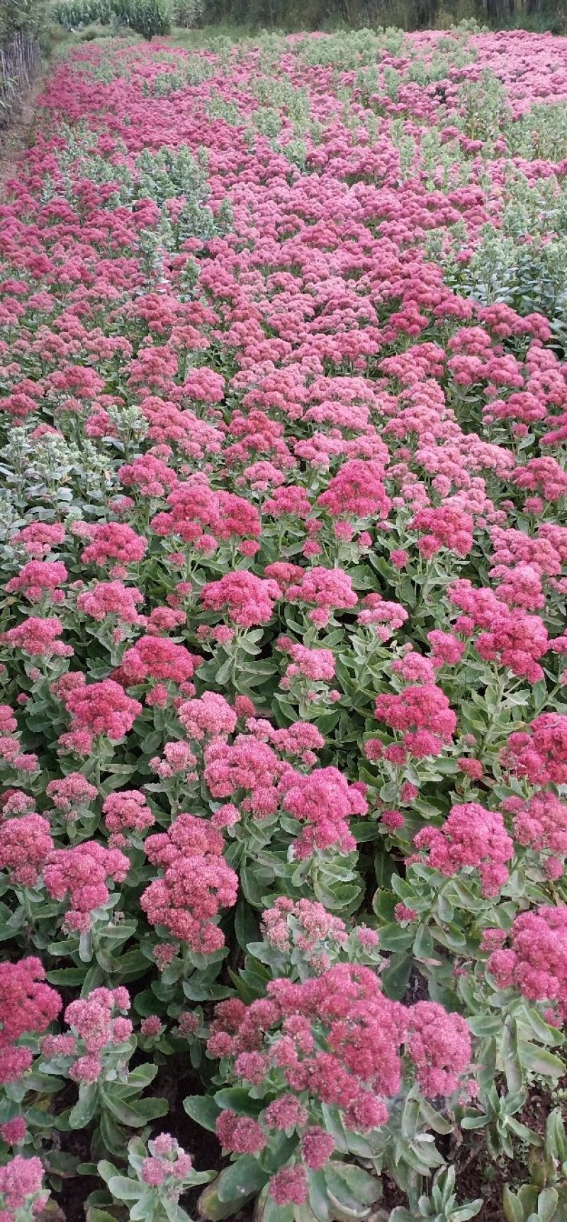 八宝景天，甘肃省定西市临洮县八宝景天荒山绿化抗寒抗旱