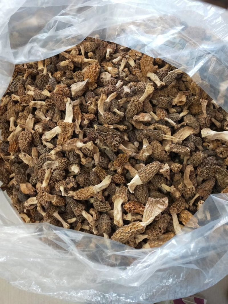 野生羊肚菌***羊肚菌，野生菌山珍，特级野生羊肚菌