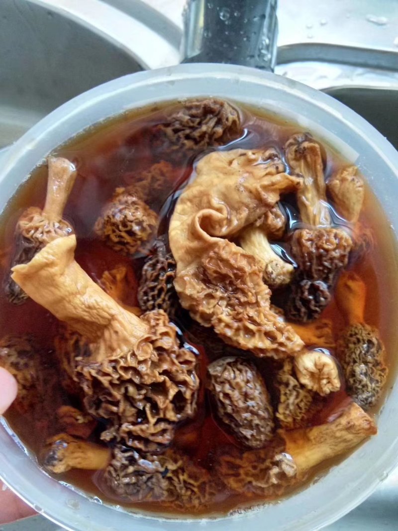 野生羊肚菌***羊肚菌，野生菌山珍，特级野生羊肚菌