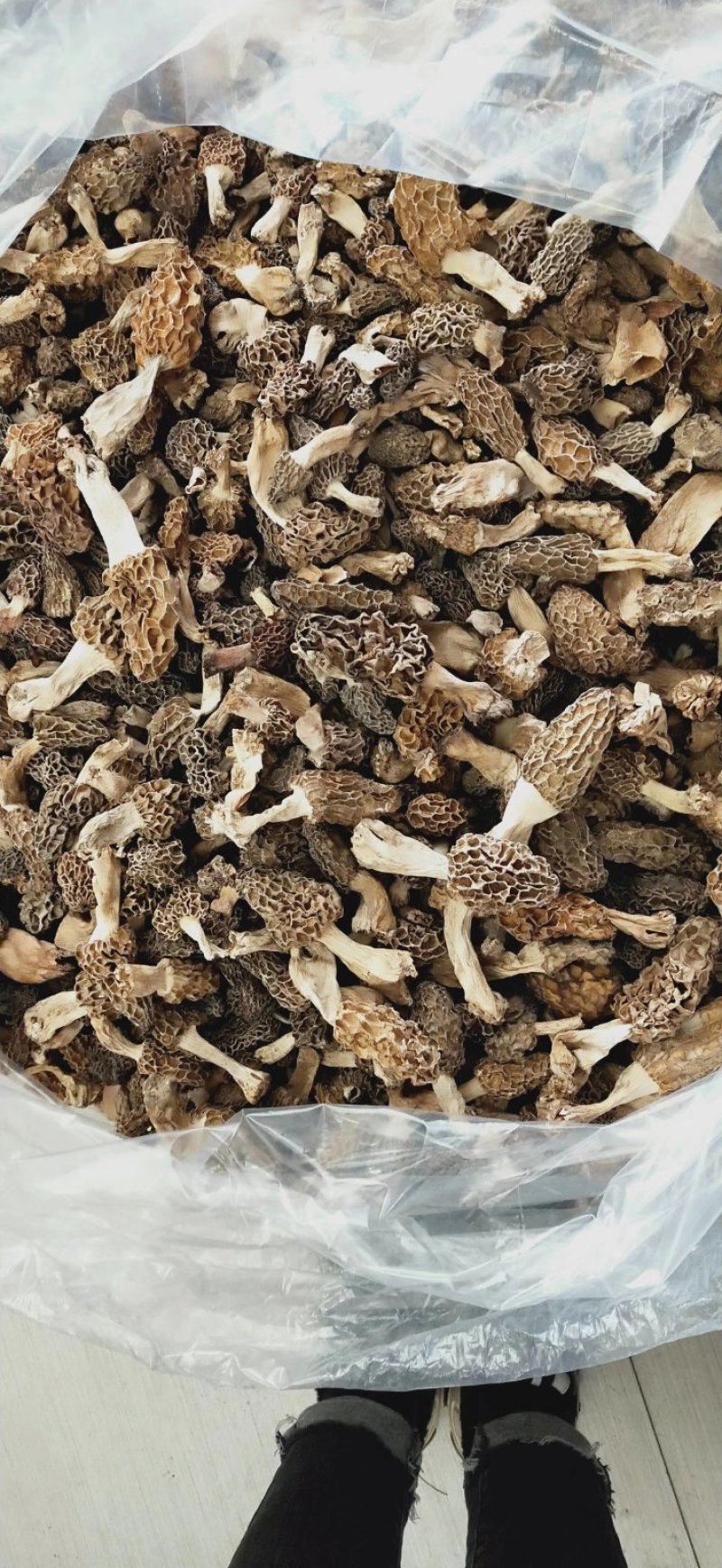 野生羊肚菌***羊肚菌，野生菌山珍，特级野生羊肚菌