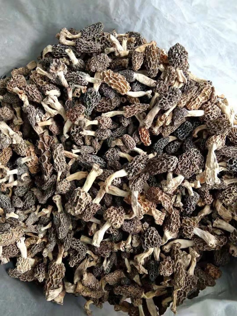 野生羊肚菌***羊肚菌，野生菌山珍，特级野生羊肚菌