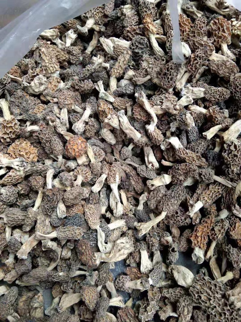 野生羊肚菌***羊肚菌，野生菌山珍，特级野生羊肚菌