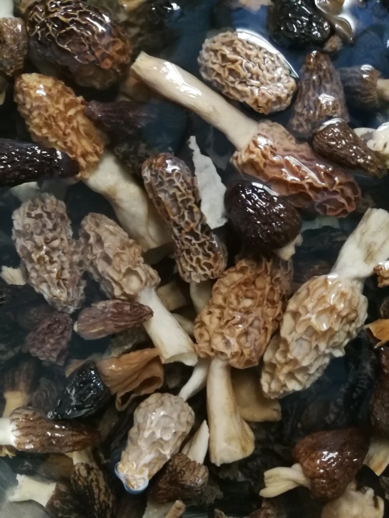 野生羊肚菌***羊肚菌，野生菌山珍，特级野生羊肚菌