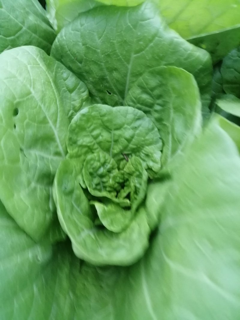 白菜，杭白菜，5号菜，日产万斤，大量供应
