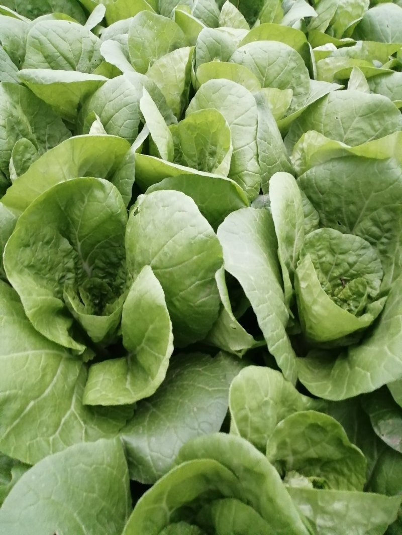 白菜，杭白菜，5号菜，日产万斤，大量供应
