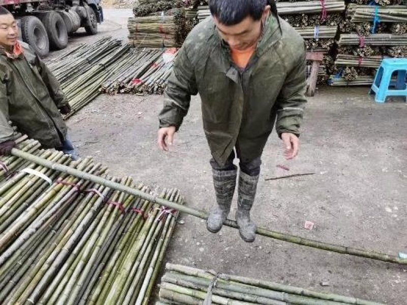 【蔬菜竹架】竹竿菜架竹果树支撑架大棚竹基地直发对接全国