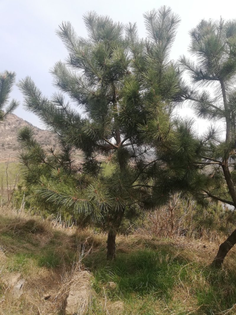 黑松，地径8-16.高2-5米黑松，量大便宜，做一次生意