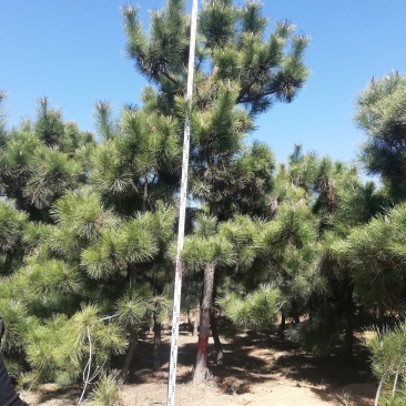 黑松，地径8-16.高2-5米黑松，量大便宜，做一次生意