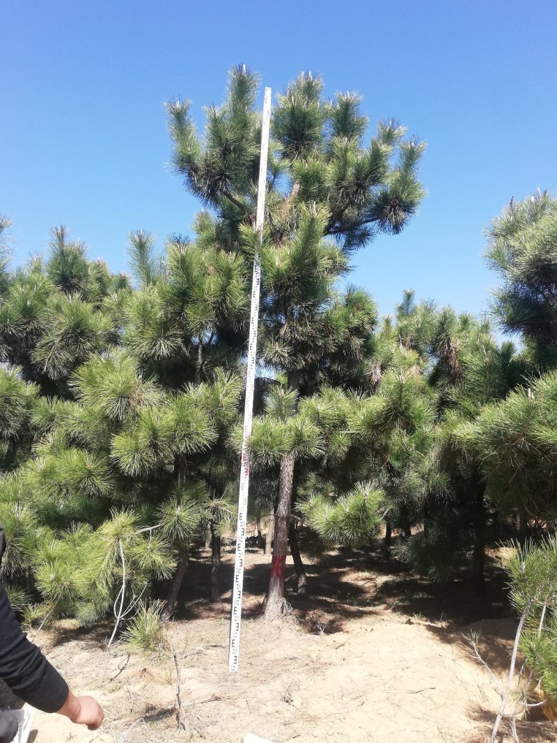 黑松，地径8-16.高2-5米黑松，量大便宜，做一次生意