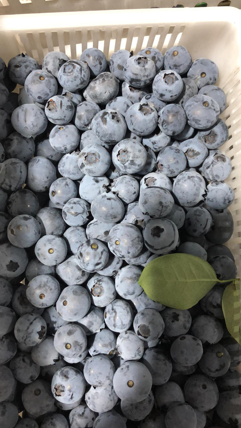山东青岛蓝莓大果一件代发保证质量现摘现发电商供应