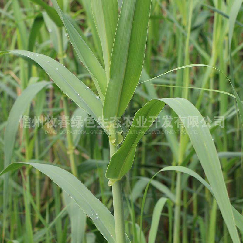 耐寒绿洲一号芦竹苗废水消纳菌草纤维