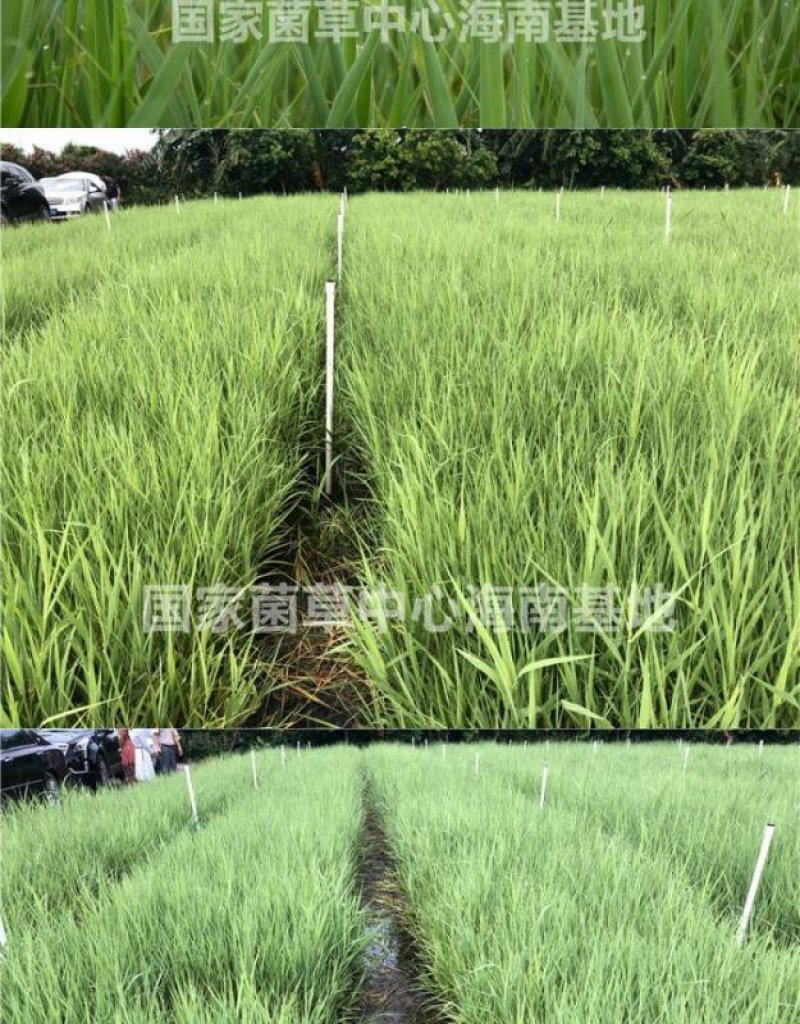 耐寒绿洲一号芦竹苗废水消纳菌草纤维