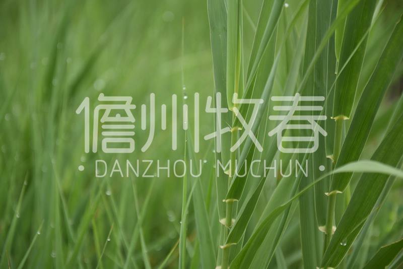 耐寒绿洲一号芦竹苗废水消纳菌草纤维