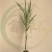 耐寒绿洲一号芦竹苗废水消纳菌草纤维