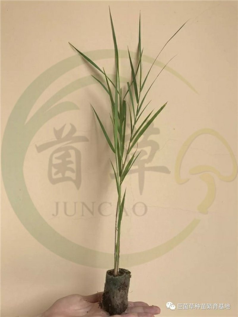 耐寒绿洲一号芦竹苗废水消纳菌草纤维