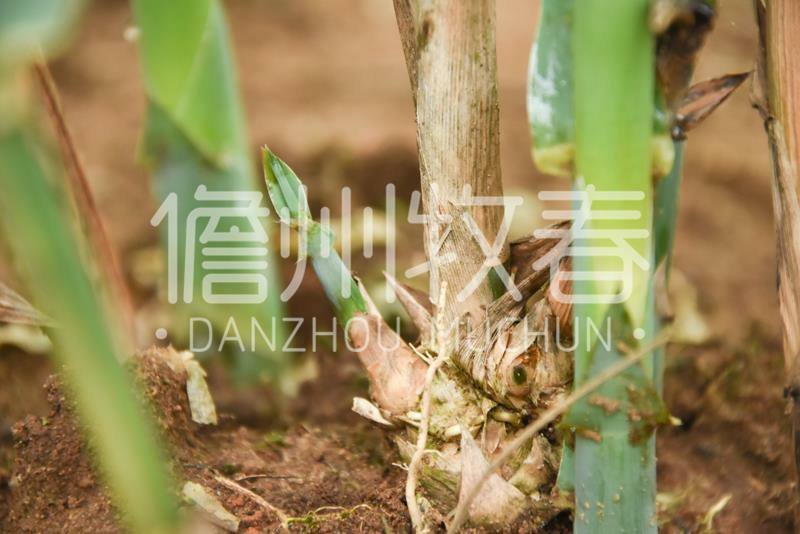 耐寒绿洲一号芦竹苗废水消纳菌草纤维
