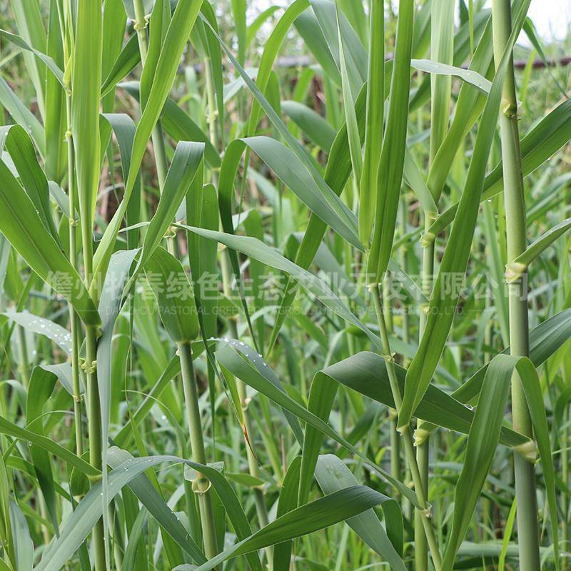 耐寒绿洲一号芦竹苗废水消纳菌草纤维