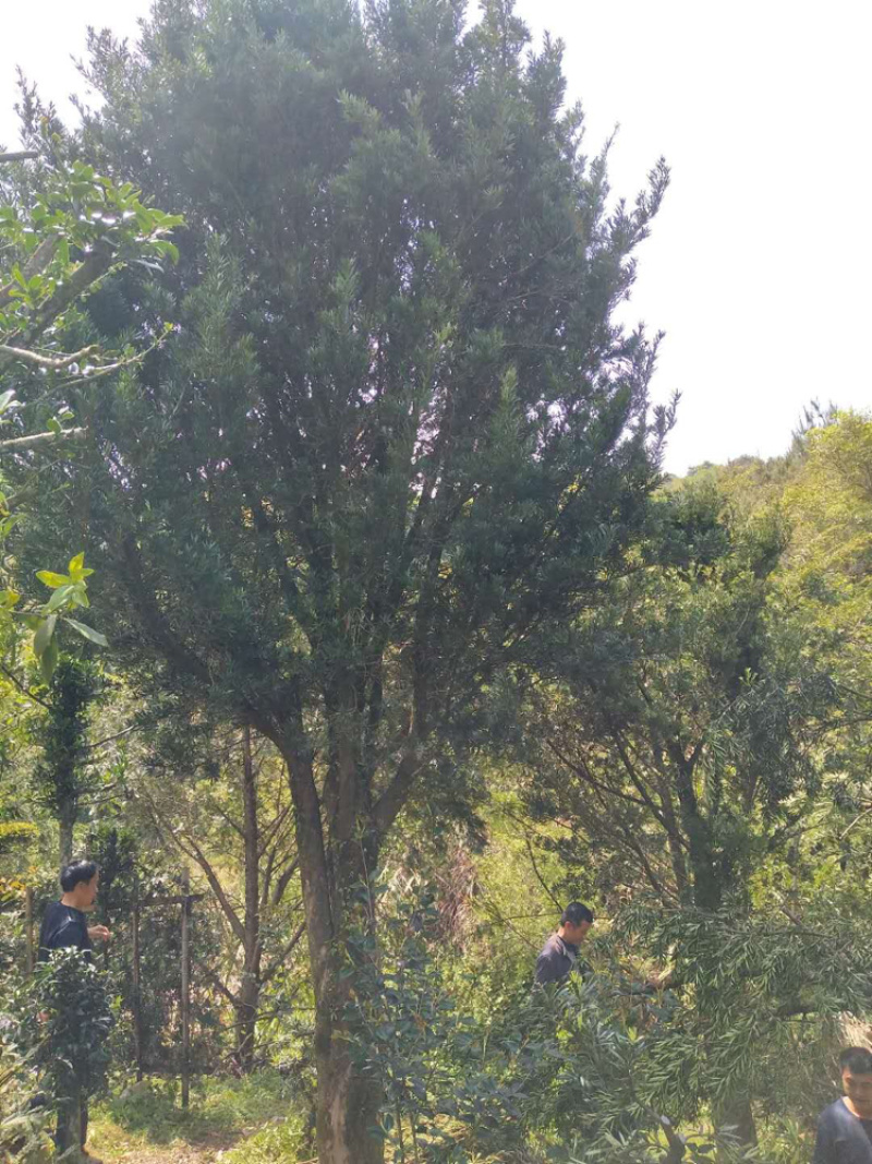 罗汉松米径24-25