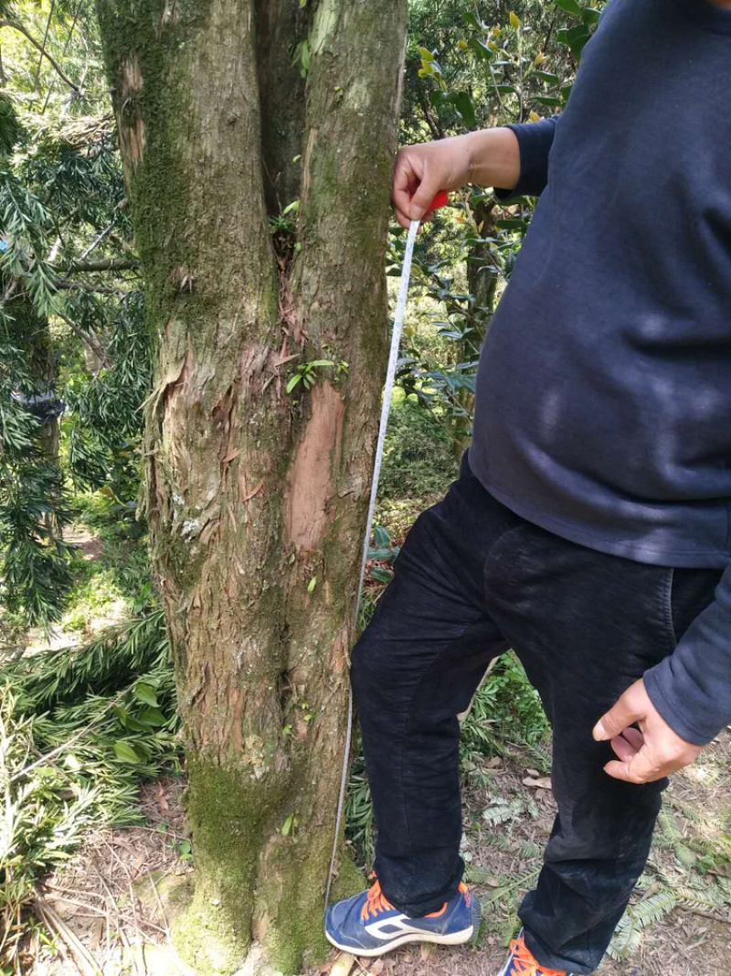 罗汉松米径24-25