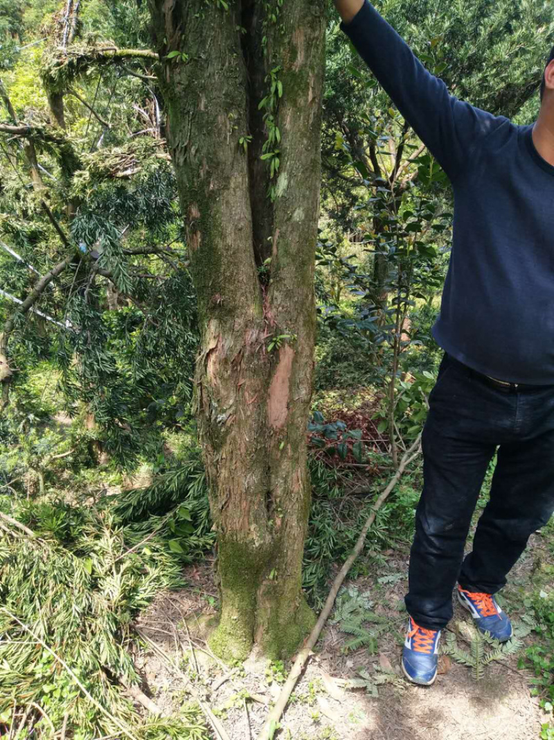 罗汉松米径24-25