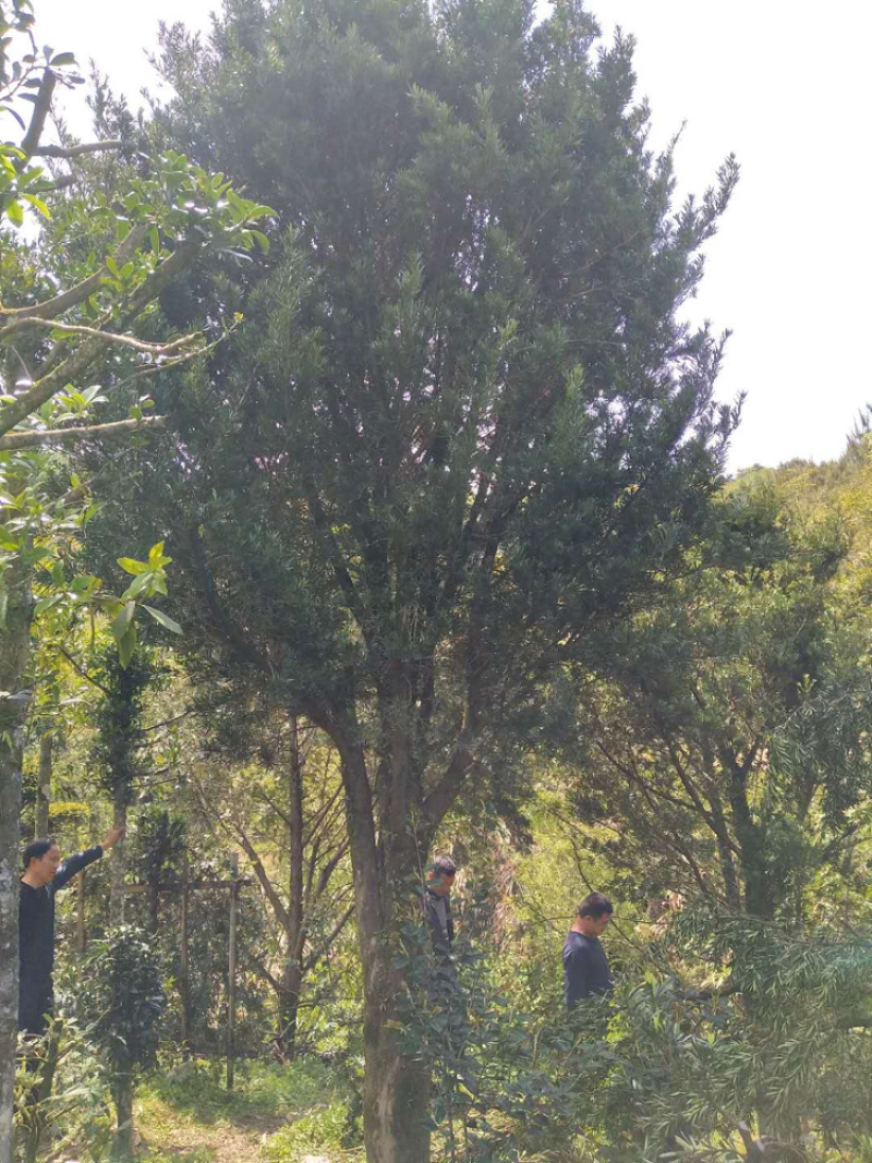 罗汉松米径24-25