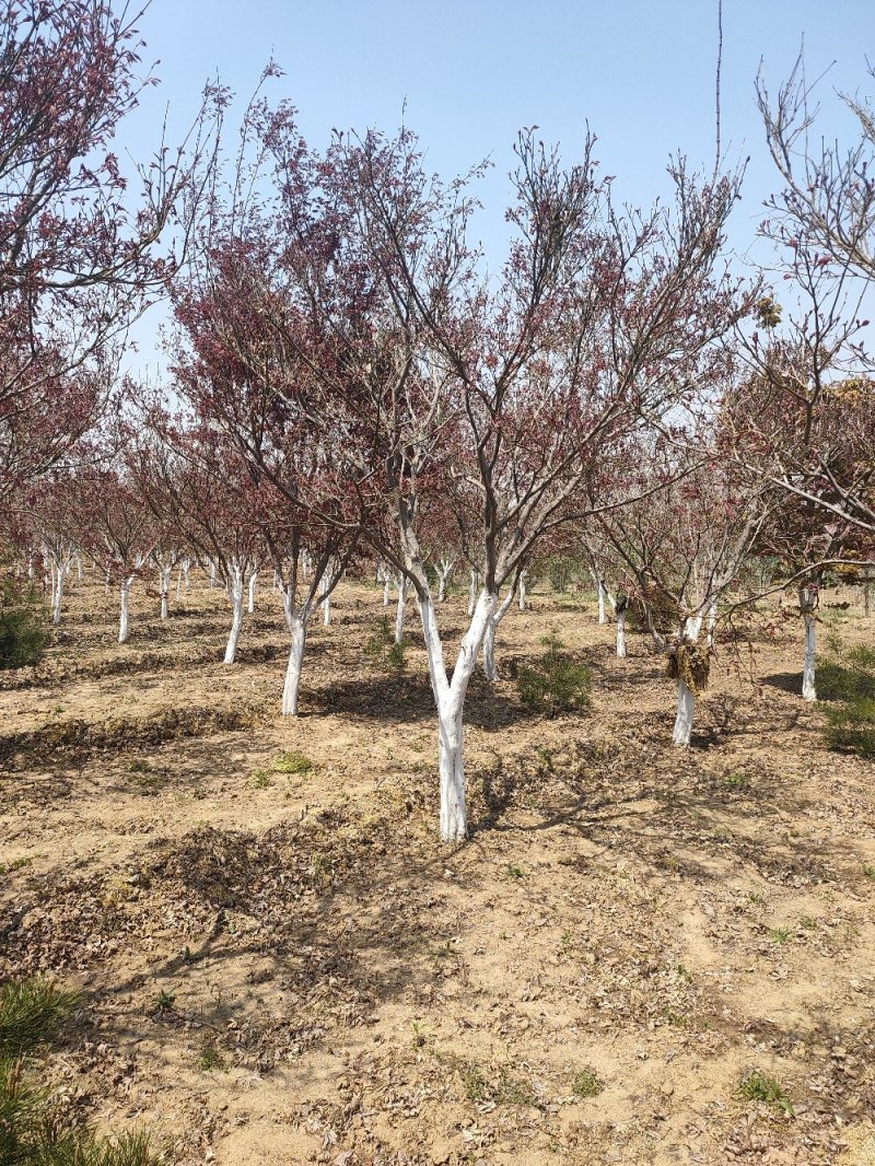基地出售日本红枫地径5-12公分日本红枫北方货耐寒