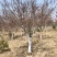 基地出售日本红枫地径5-12公分日本红枫北方货耐寒