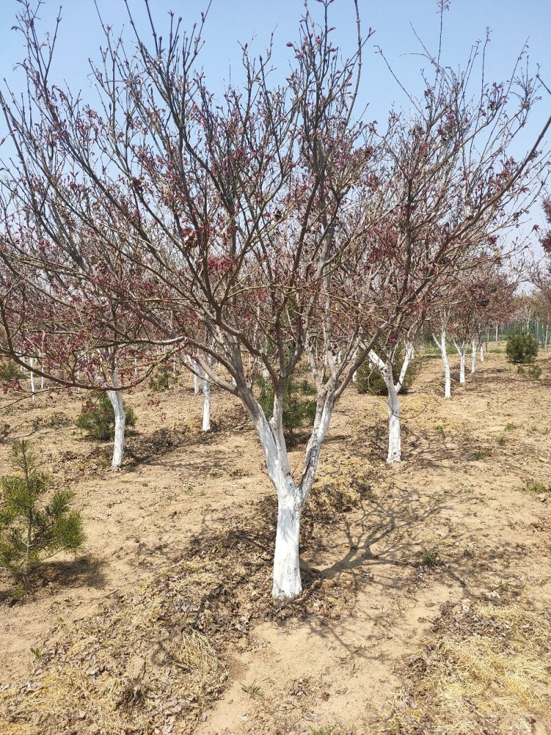 基地出售日本红枫地径5-12公分日本红枫北方货耐寒