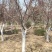基地出售日本红枫地径5-12公分日本红枫北方货耐寒